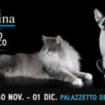 Evento internazionale a Prato esposizione felina